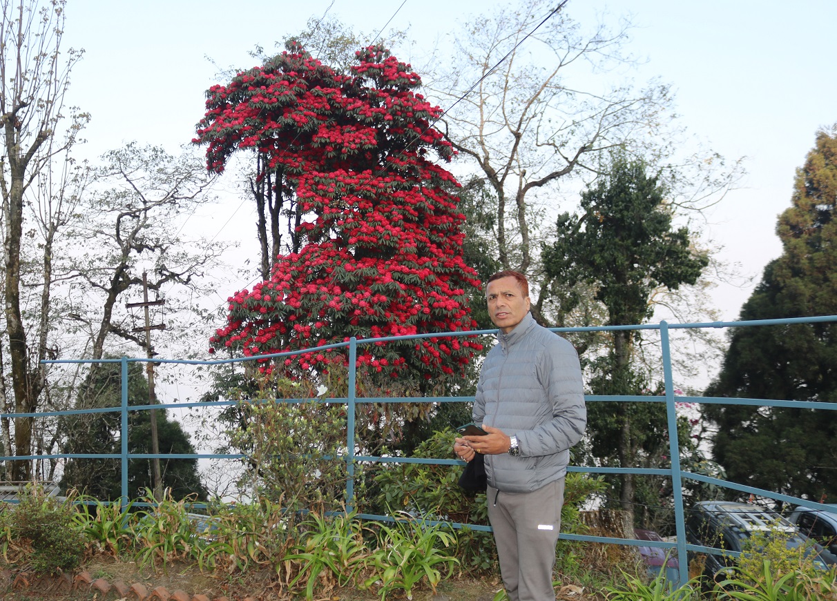 दार्जिलिङमा गमक्क फुलेको लालिगुराँससंगै रमाउदै पर्यटक